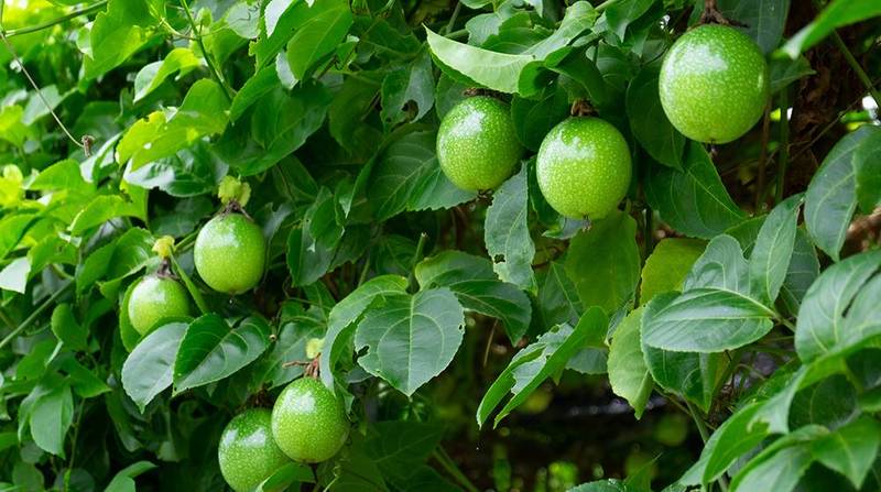close up green raw fresh passion fruit on the vine tree