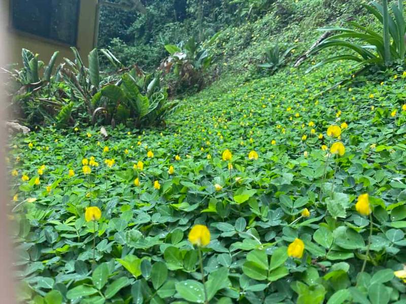perennial peanut (1)
