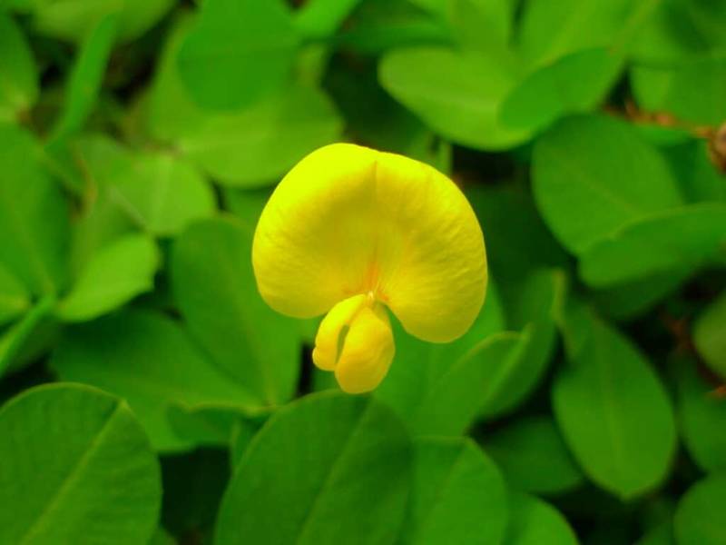 perennial peanut (1)