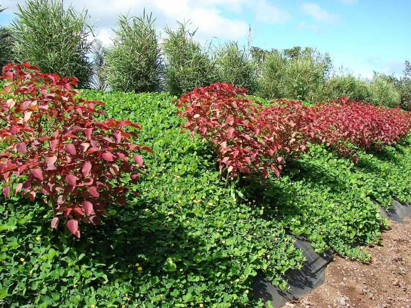 perennial peanut (2)