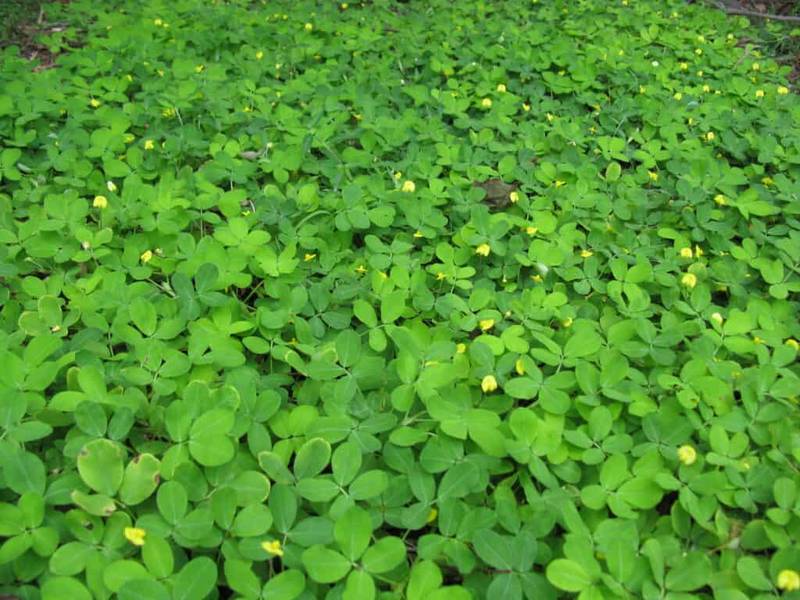 perennial peanut (2)