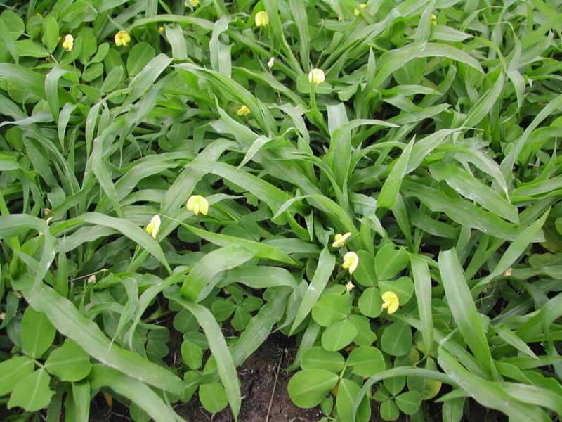 perennial peanut (3)