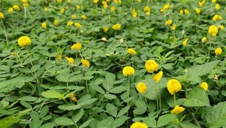 Rhizoma peanut