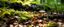 Embracing Change & Radical Acceptance within Permaculture Systems