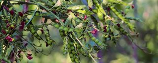 Pigeon pea