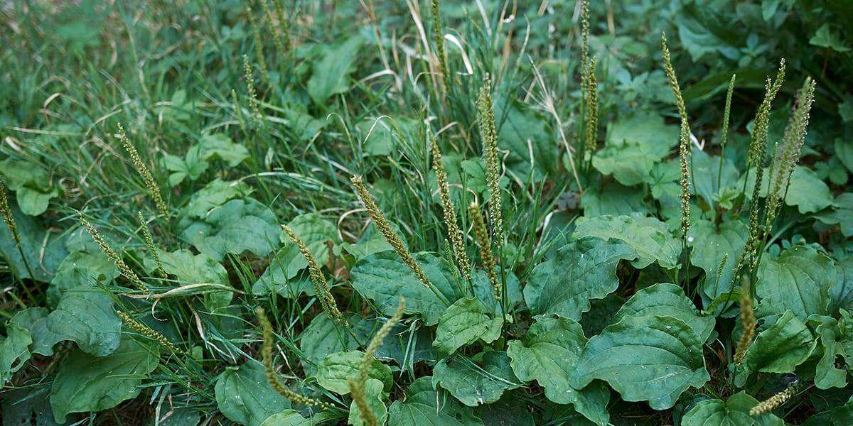 Plantain