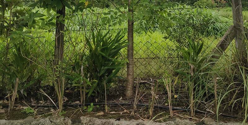 planting vetiver on berm