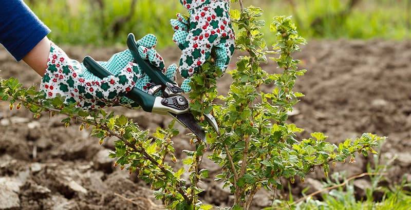 bush pruning