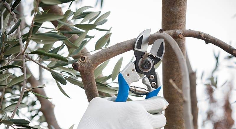 pruning the olive tree