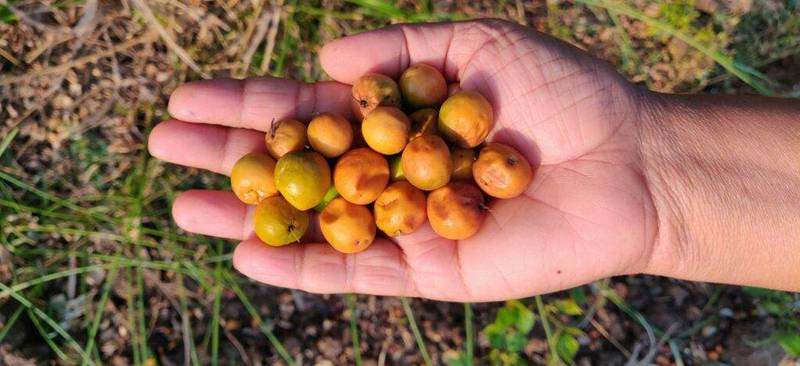 ripe jujube fruits