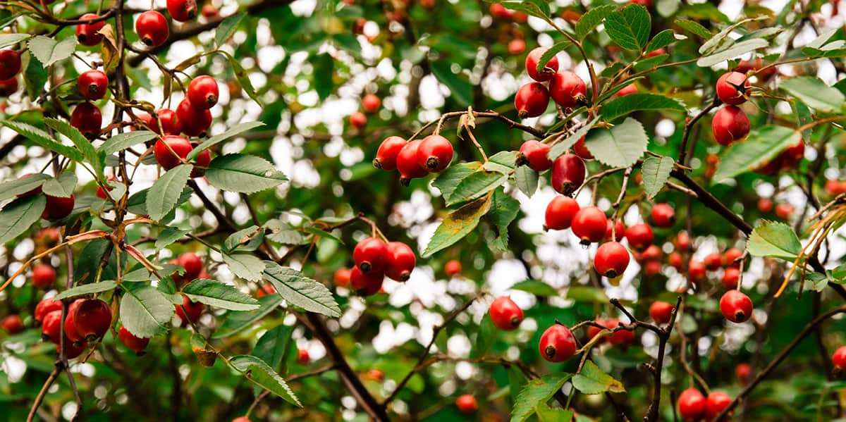 dog rose