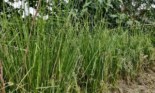 Vetiver