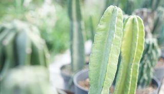 San Pedro cactus