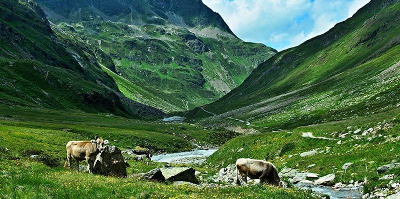 austrian alps view on the cows in valley ochsental
