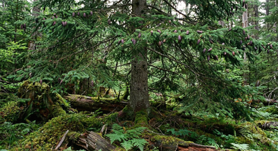 Balsam Fir