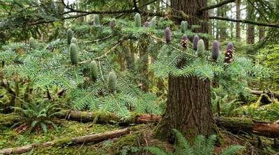 Grand fir