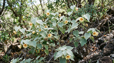 hiddenpetal Indian mallow
