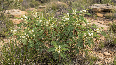 Prairie Acacia