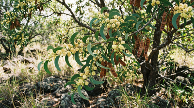 koai‘a