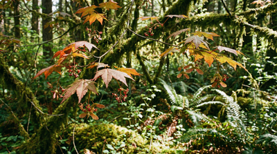 Vine Maple