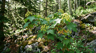 Rocky Mountain Maple