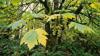 Bigleaf Maple