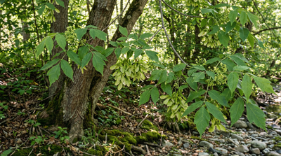 Boxelder
