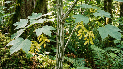 Striped Maple