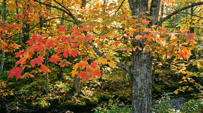 Red Maple