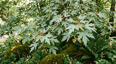 Silver Maple