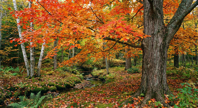 Sugar Maple