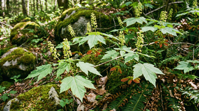 Mountain Maple
