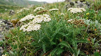 Siberian Yarrow