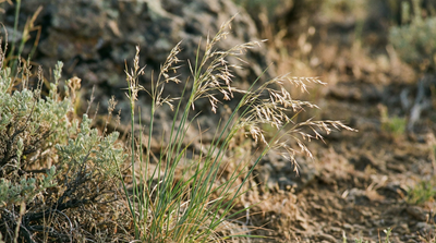 Indian ricegrass