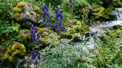 Columbian Monkshood