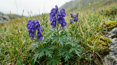 Larkspurleaf Monkshood