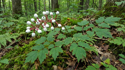 White Baneberry