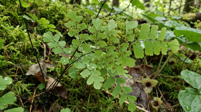 Maidenhair Fern