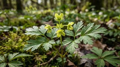 Moschatel