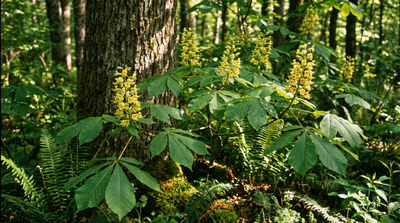 Yellow Buckeye