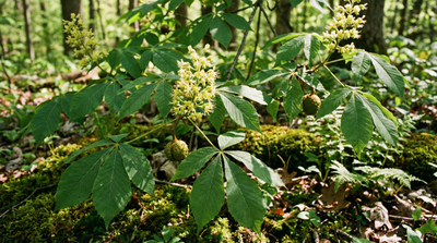 Ohio Buckeye