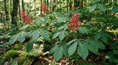 Red Buckeye