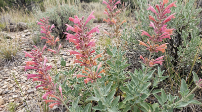Hummingbird Mint