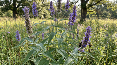 Blue giant hyssop