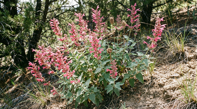 New Mexico giant hyssop