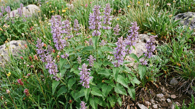 Nettleleaf Giant Hyssop