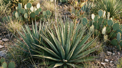 Lechuguilla