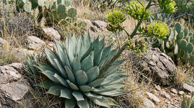 Palmer's Agave