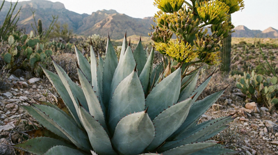 Parry's Agave