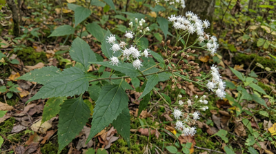 White Snakeroot